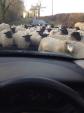 Image: Traffic Jam Lois Weedon